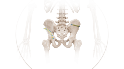 Pelvis