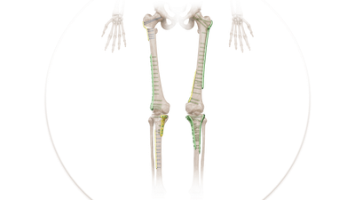Tibia & Femur