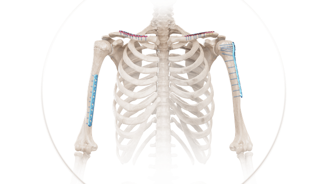 Klavikula Anatomik Plak