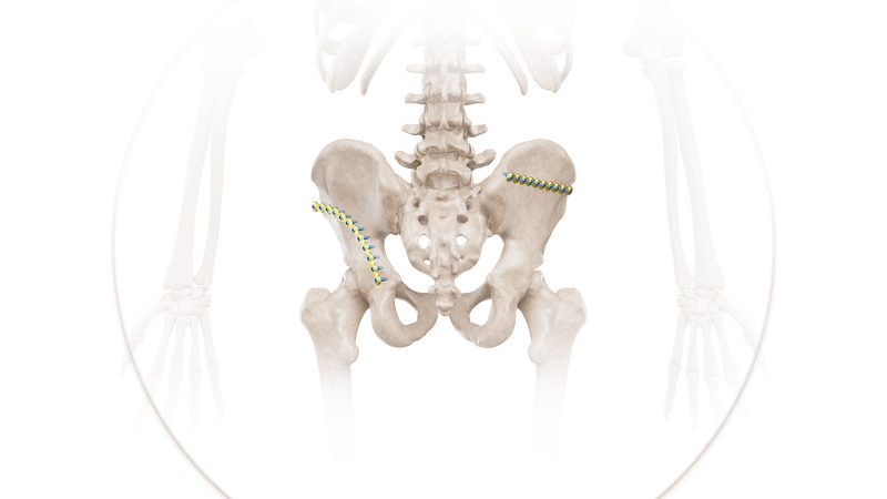 Pelvis
